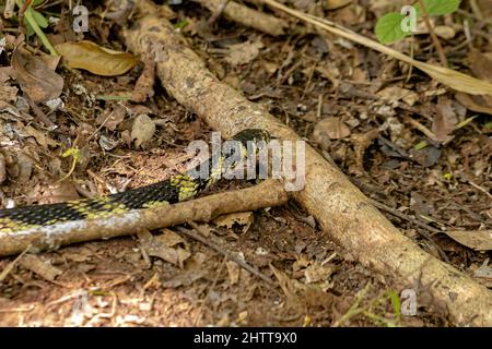 Black and yellow Chicken Snake of the species Spilotes pullatus Stock Photo