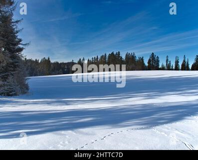 shadows of trees on snow and blue sky Stock Photo