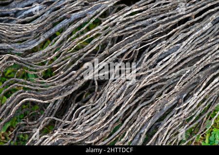 Palm tree fibers texture background Stock Photo