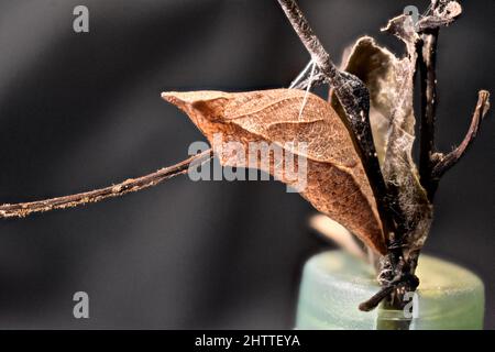 Papilio troilus chrysalis Stock Photo