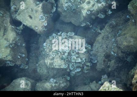 sea corals on a stone in the sea. Pale display due to water. Stock Photo