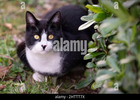 beautiful black and white young cat in the garden. yellow eyes cat. Stock Photo