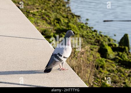 Side view of body of rock pigeon face to face. Stock Photo