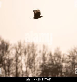 Carrion crow (Corvus corone) flying over trees Stock Photo