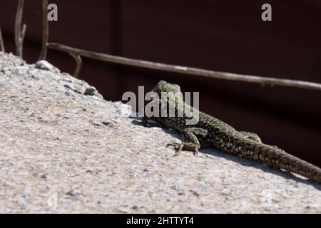 A common wall lizard podarcis muralis basking in the sun. Stock Photo