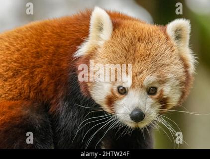 Red panda (Ailurus fulgens) closeup portrait. Cute animal from the Himalayas. Stock Photo