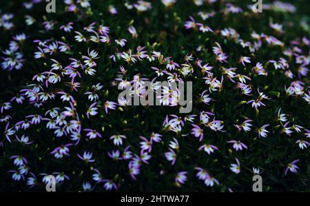 The tiny bright colored flowers with dark green leaves in the garden Stock Photo