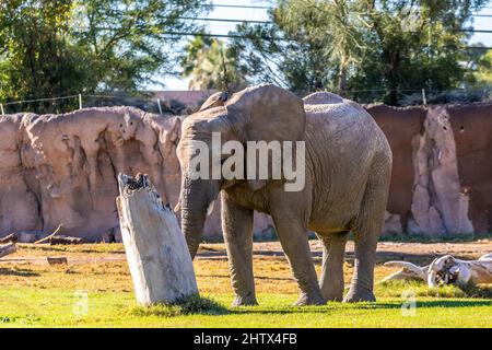 A large African Elephant in Tucson, Arizona Stock Photo