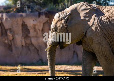 A large African Elephant in Tucson, Arizona Stock Photo