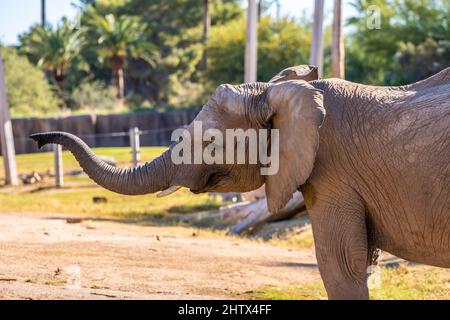 A large African Elephant in Tucson, Arizona Stock Photo