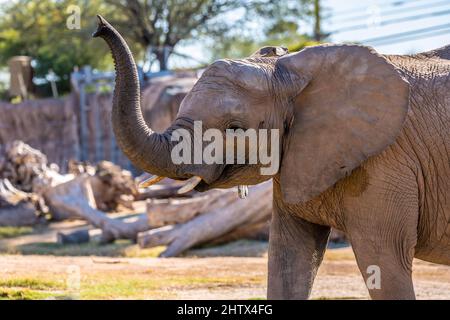 A large African Elephant in Tucson, Arizona Stock Photo