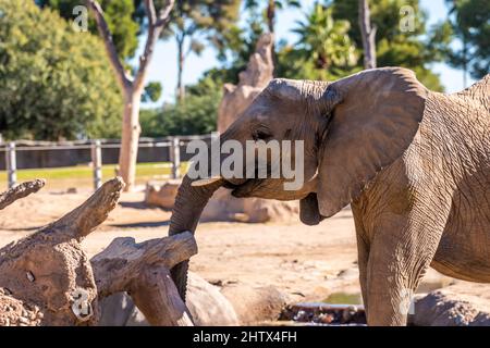 A large African Elephant in Tucson, Arizona Stock Photo