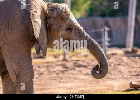 A large African Elephant in Tucson, Arizona Stock Photo