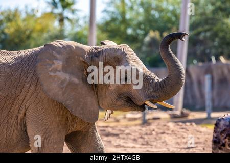 A large African Elephant in Tucson, Arizona Stock Photo