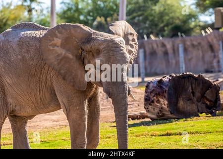 A large African Elephant in Tucson, Arizona Stock Photo