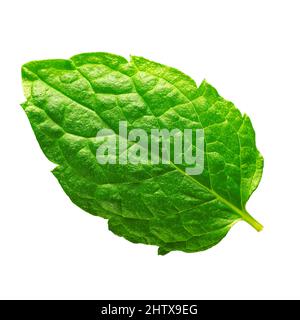 Isolated Mint leaf. Fresh mint on white background. Stock Photo