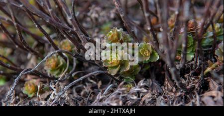 The Caucasian stonecrop also known as  Two-row stonecrop (Sedum spurium) green leaves in winter. Stock Photo