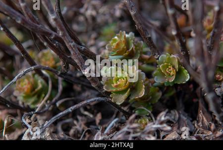 The Caucasian stonecrop also known as  Two-row stonecrop (Sedum spurium) green leaves in winter. Stock Photo