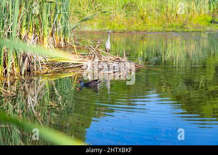 Juvenile white-faced heron standing on dry bulrushes in wetland pond watching as pukeko swamp hen swims in. Stock Photo