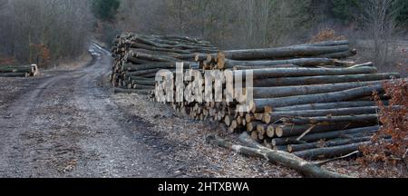 A woodpile of chopped lumber in the forest. A big pile of cut down trees. Deforestation. Stock Photo