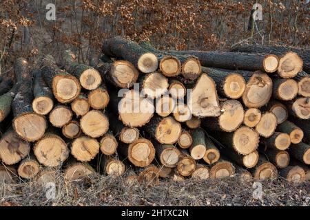 A woodpile of chopped lumber in the forest. A big pile of cut down trees. Deforestation. Stock Photo