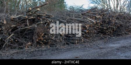 A huge pile of cut down tree branches in the forest. A heap of cut twigs and branches. Stock Photo