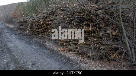 A huge pile of cut down tree branches in the forest. A heap of cut twigs and branches. Stock Photo