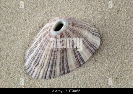 Conical keyhole limpet seashell on sand Stock Photo