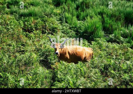 Cachena Cows in vegetation, Peneda Geres National Park, Minho, Portugal Stock Photo