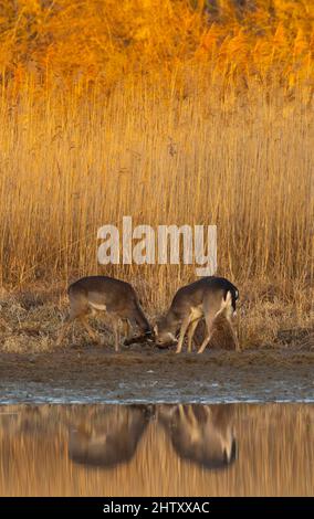 Fallow deer (Dama dama), young animals, playing, reeds, reflection in the water, morning light, Lower Austria Stock Photo