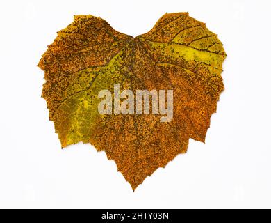 Autumn coloured vine leaf, vinifera, white background, studio shot Stock Photo