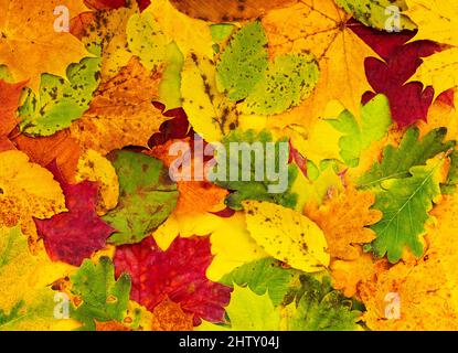 Many autumn coloured deciduous tree leaves Stock Photo