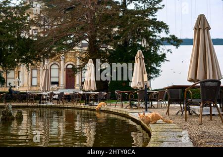 red-haired cat drinks water from a puddle Stock Photo
