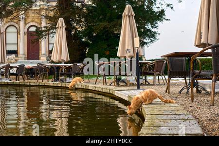 red-haired cat drinks water from a puddle Stock Photo