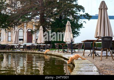 red-haired cat drinks water from a puddle Stock Photo