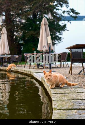 red-haired cat drinks water from a puddle Stock Photo