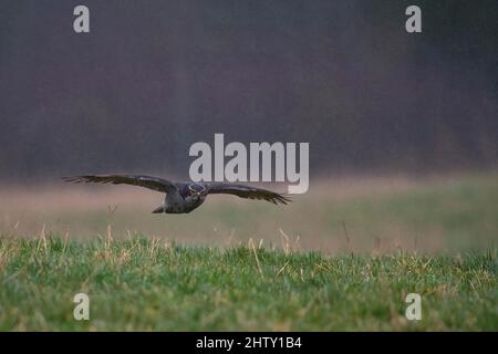 Northern goshawk (Accipiter gentilis) in flight, Bitburg, Rhineland-Palatinate, Germany Stock Photo