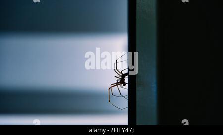 Tristesse, macro, creepy arachnid (Arachnida), in the backlight of the window, Wolfhausen, Switzerland Stock Photo