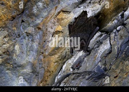 Western barbastelle, Barbastella barbastellus, in the nature cave habitat, Cesky kras, Czech. Wildlife scene from grey rock tunnel. Night bat hidden i Stock Photo