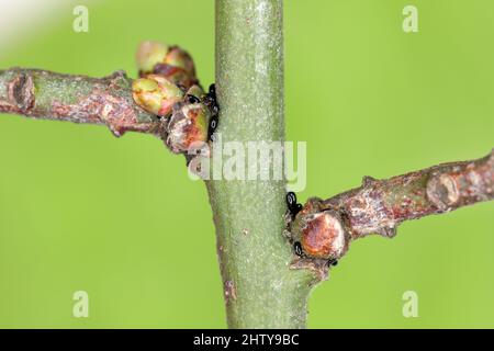 Overwintering aphid eggs (black bean aphids, Aphis fabae) on twigs of spindle (Euonymus). Stock Photo