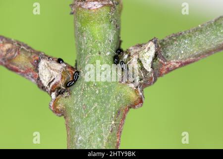 Overwintering aphid eggs (black bean aphids, Aphis fabae) on twigs of spindle (Euonymus). Stock Photo