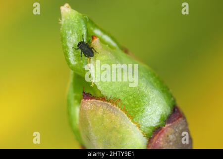 Young aphids ( (black bean aphids, Aphis fabae) hatched from eggs overwintering on spindle (Euonymus). Stock Photo