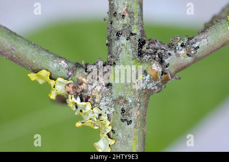 Overwintering aphid eggs (black bean aphids, Aphis fabae) on twigs of spindle (Euonymus). Stock Photo