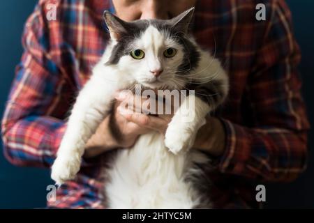 Cat in the arms of the owner. A white-gray cat is resting in the arms of a man. Emotions of love, tenderness, care. High quality photo Stock Photo