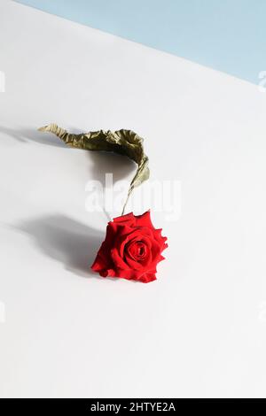 Abstract composition of red rose and dry leaf on white, blue background. art and design concept. Art Deco style.Creative abstract interior photography Stock Photo