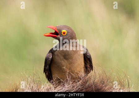 Cheeky red-billed oxpecker looking angy at it surroundings in Hluhluwe national park in South Africa