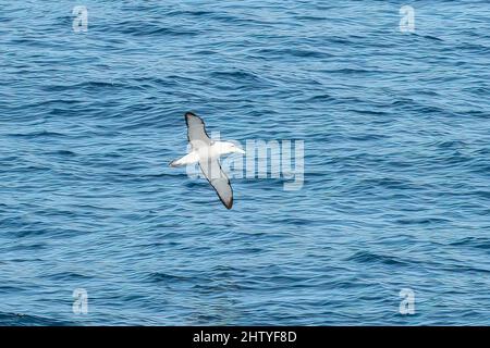 Shy Albatross, Thalassarche cauta near Tasman Island, Tasmania, Australia Stock Photo