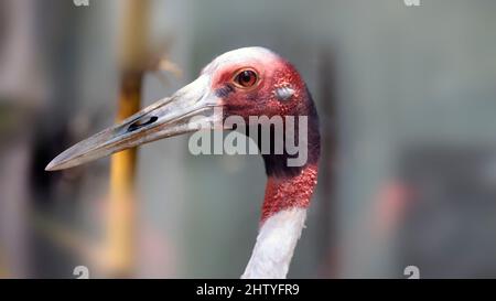 Indian Sarus Crane neck and head large beak. with blur background Stock Photo