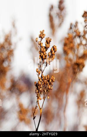 withered flowers in late autumn Stock Photo