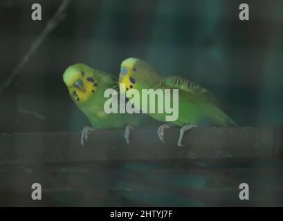 green color parakeet birds are sitting on a tree branch. With blurred background Stock Photo